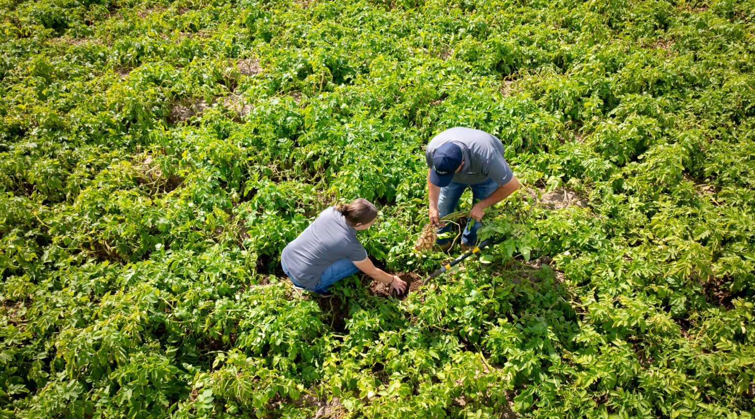 Crop Sciences | Our Services | T+S Crop Service, Inc.